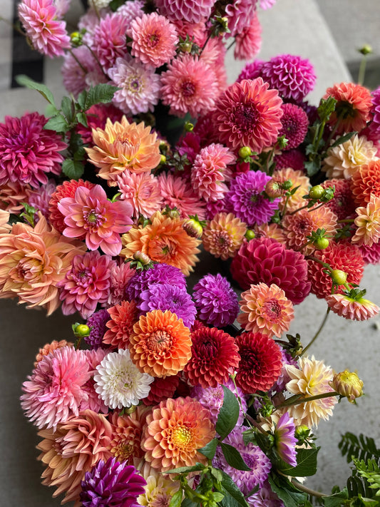 Dahlia - Grower’s Choice