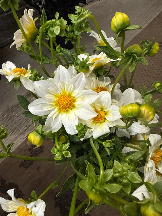 Dahlia - Alpen Cherub