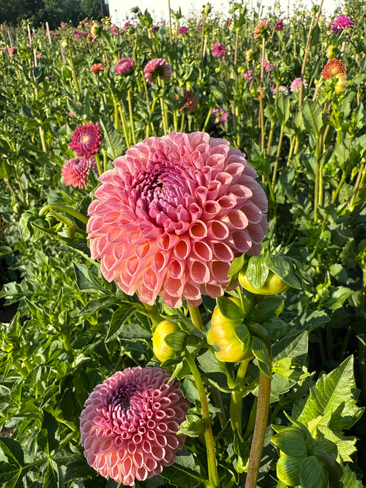 Dahlia - Jowey Winnie