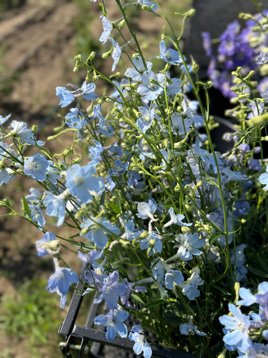 Delphinium - Blue