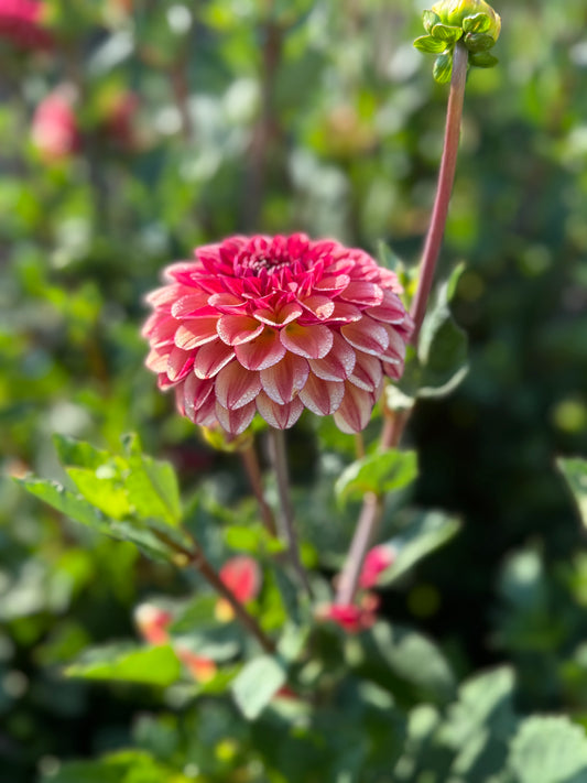 Dahlia - High Fidelity