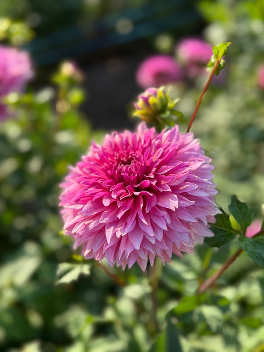 Dahlia - La Belle Epoque