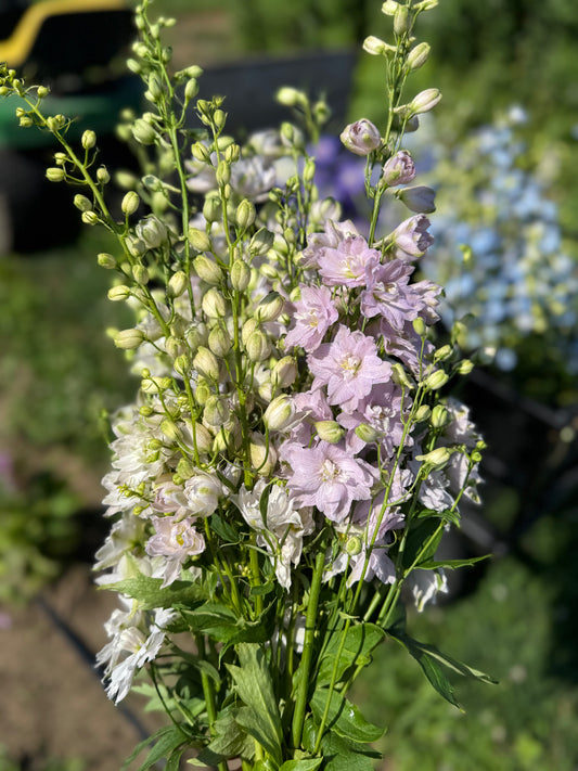 Delphinium - Purple
