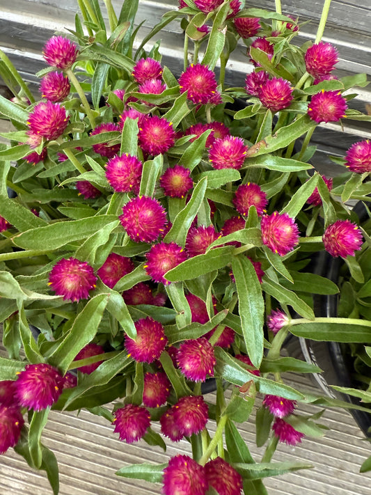 Gomphrena - Bright Pink