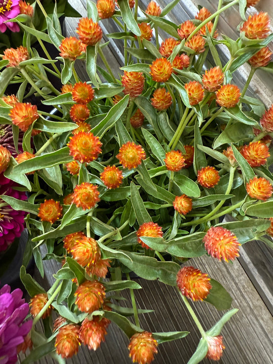 Gomphrena - Orange