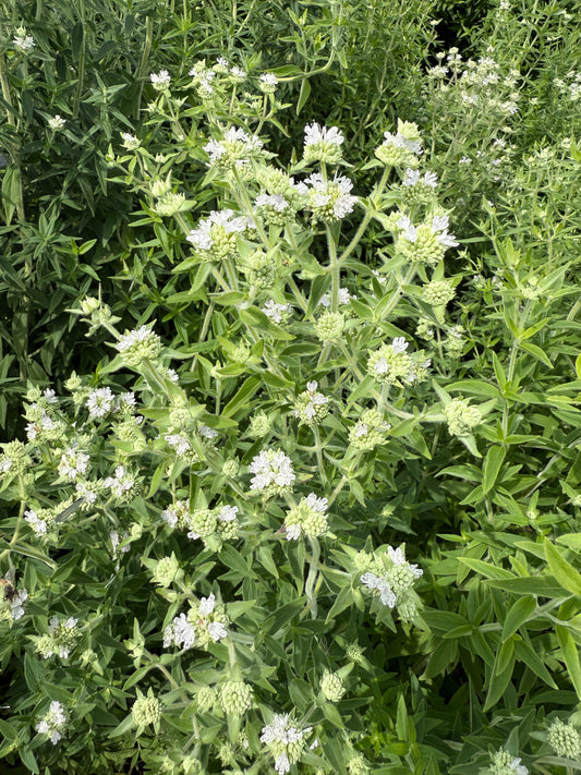 Mountain Mint