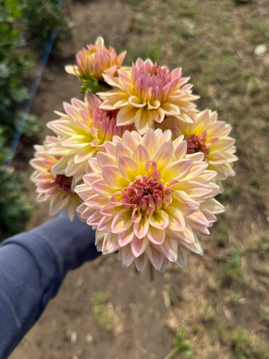 Dahlia - Canoz Jaguar