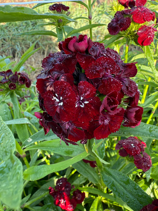 Dianthus - Burgundy
