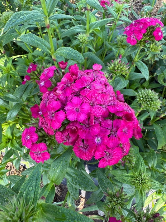 Dianthus - Hot Pink