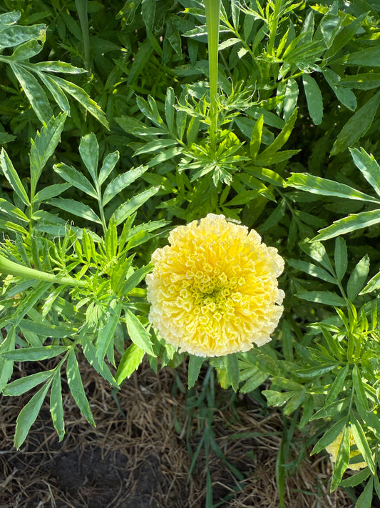 Marigold - "White Swan" Cream