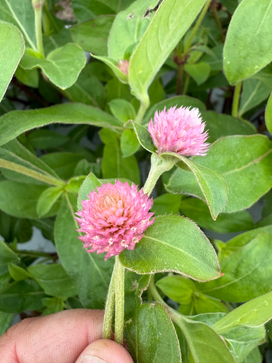 Gomphrena - Light Pink