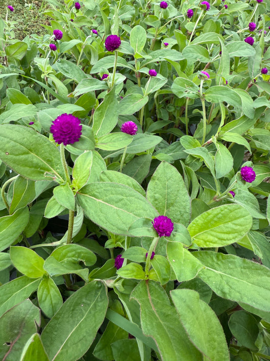 Gomphrena - Purple