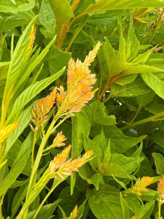 Celosia -Shimmer Spike