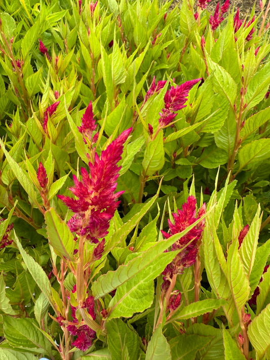 Celosia - Hot Pink Spike