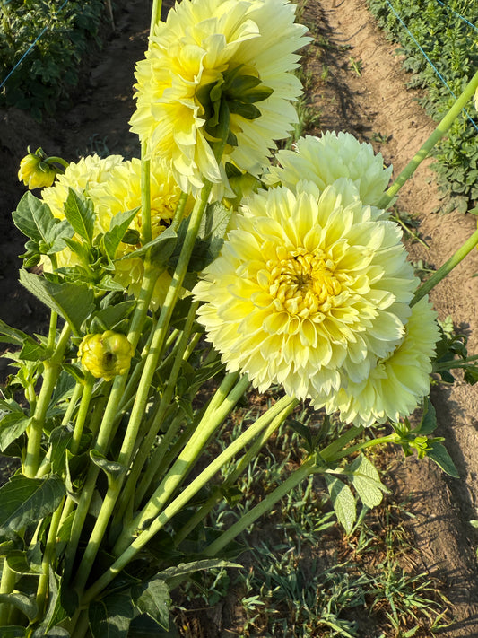 Dahlia - Pale Yellow “Banana Baby”