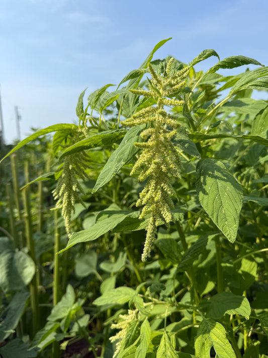 Amaranth - Green Tails