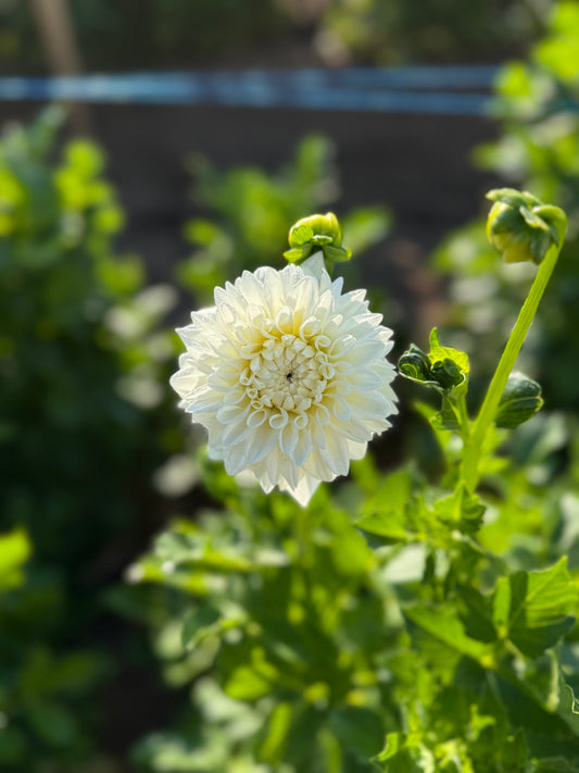 Dahlia - White - Boom Boom White
