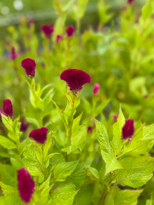 Celosia - Pink Comb