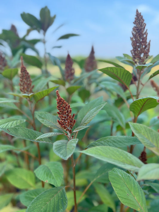 Amaranth - Bronze