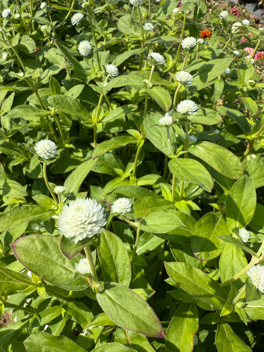 Gomphrena - White
