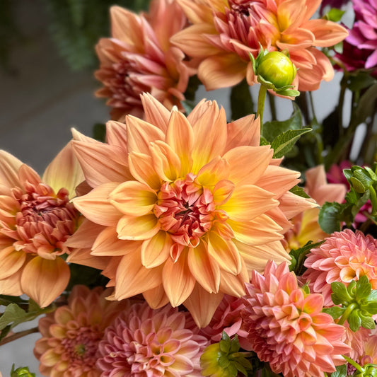Dahlia - Honeymoon