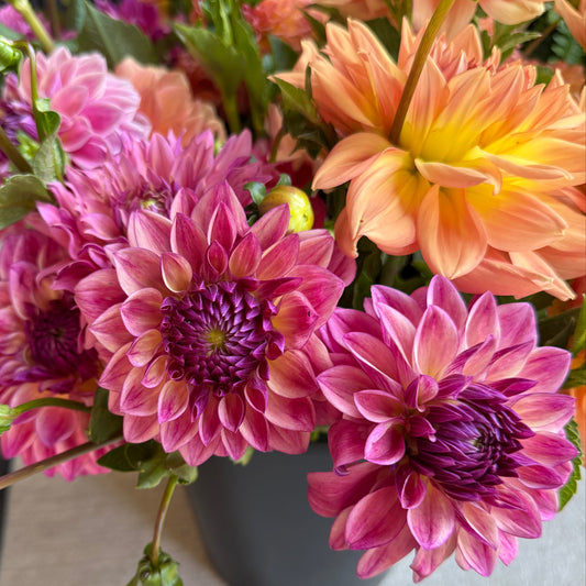 Dahlia - Dusty Beauty