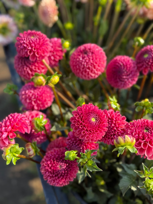 Dahlia - Ferncliff Rusty