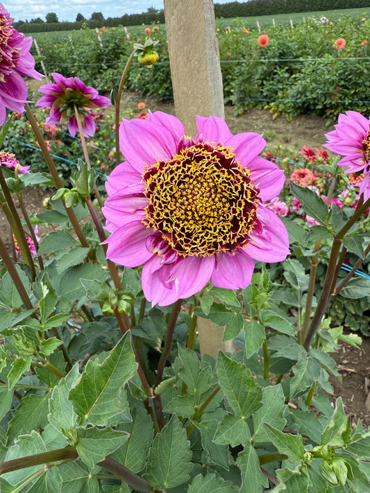 Dahlia - Fenna