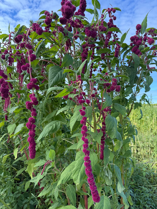 Amaranth - Red Pearls/Hanging