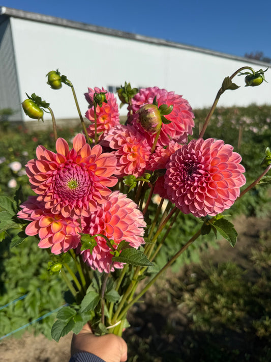 Dahlia - Corals