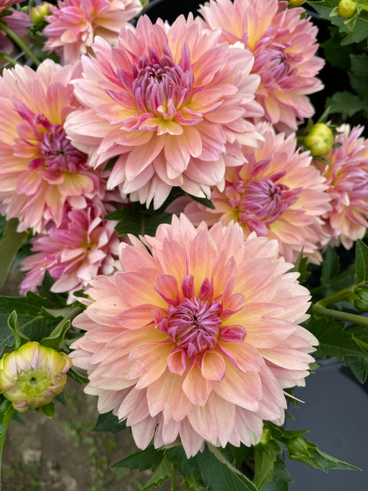 Dahlia - Joel's Favourite