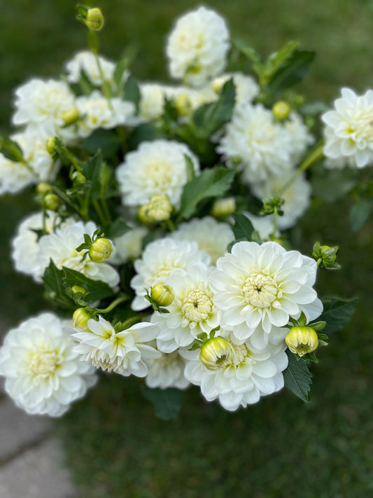 Dahlia - White - Bride to Be