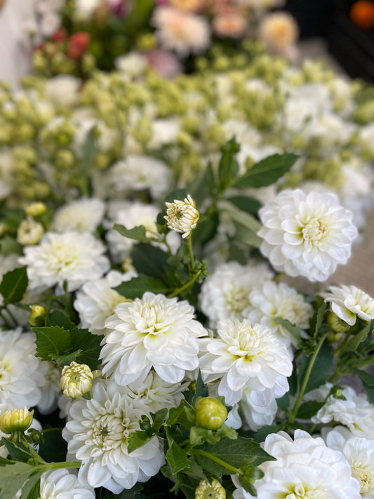 Dahlia - White
