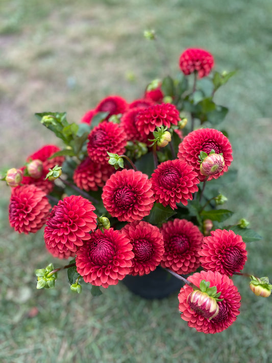 Dahlia - Brown Sugar