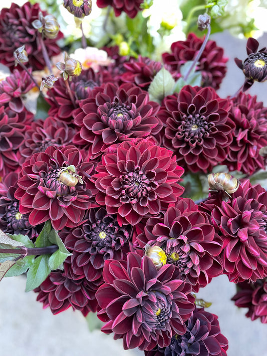 Dahlia - Burgundry - Manoa