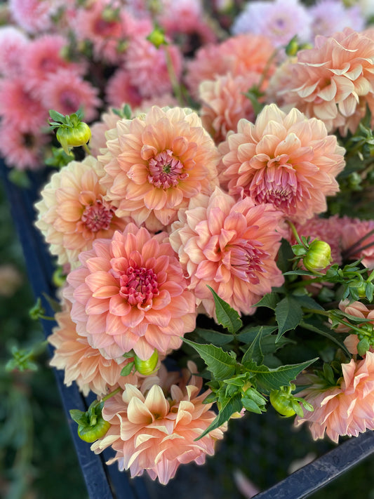 Dahlia - Apricots - Mixed Varieties
