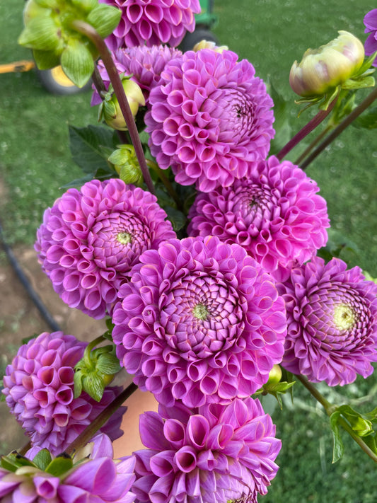Dahlia - Isabel