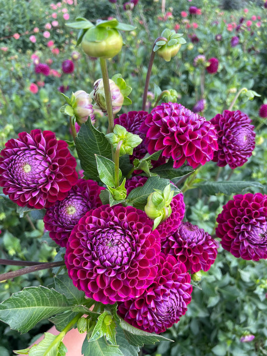 Dahlia - Ivanetti