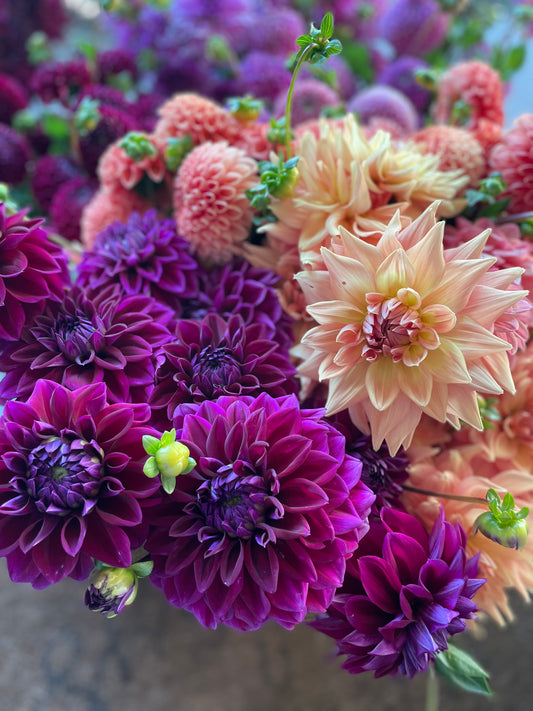 Dahlia - Diva