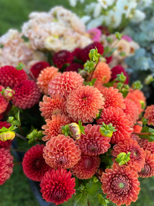 Dahlia - Cornel Bronze - Rusty Orange