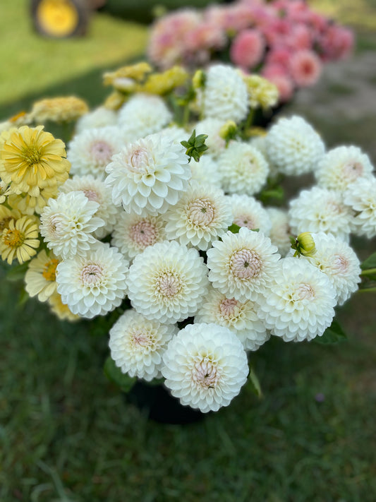 Dahlia - Ferncliff Pearl