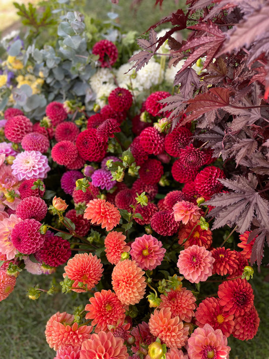 Dahlia - Fall Colours