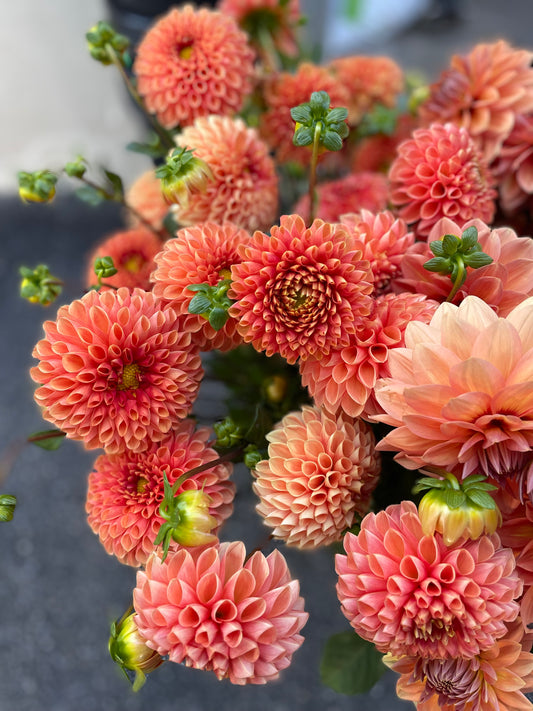 Dahlia - Jowey Chantal - Orange