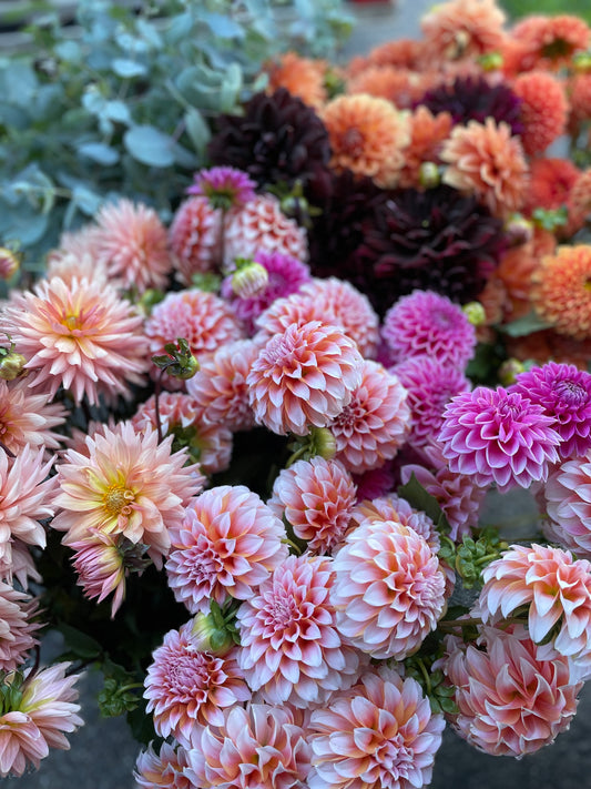Dahlia - Assorted - Bouquet Dahlias