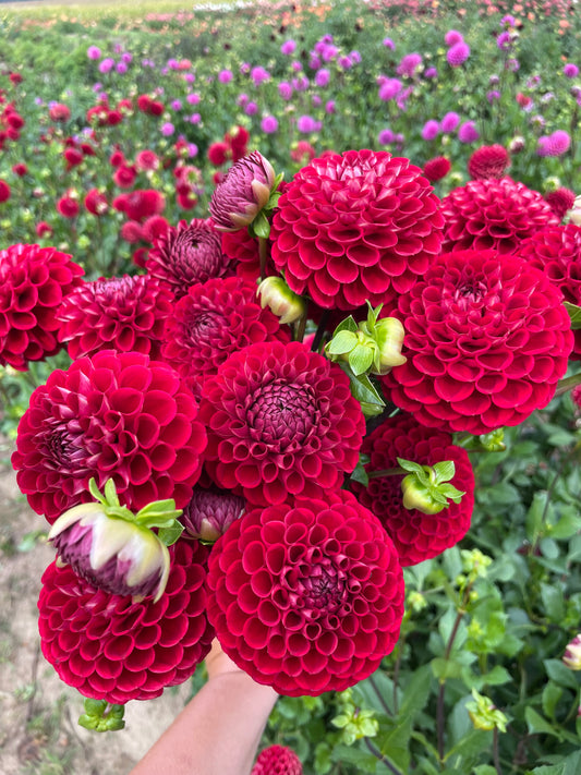 Dahlia - Cornel - Rich Red